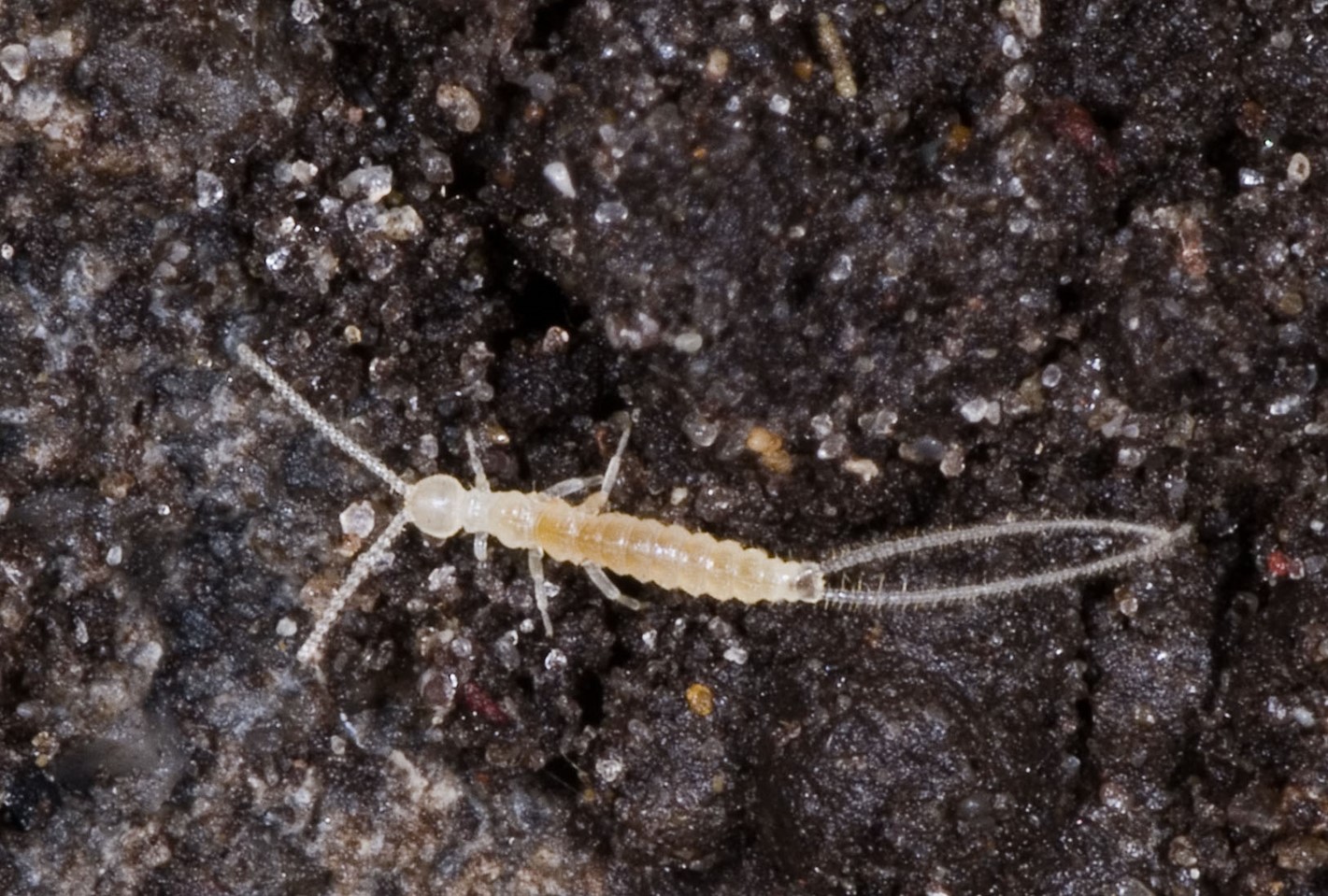 Campodea staphylinus a dipluran.jpg